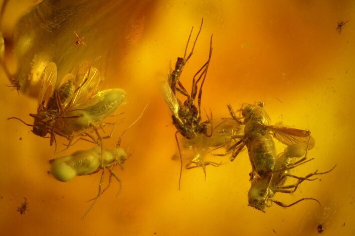 Fossil Fly Swarm (Diptera) In Baltic Amber #166231